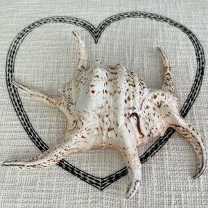 White shell with brown spot 8 inches.